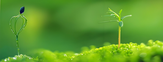 Climate Pledge Friendly-Carbon footprint calculation costs